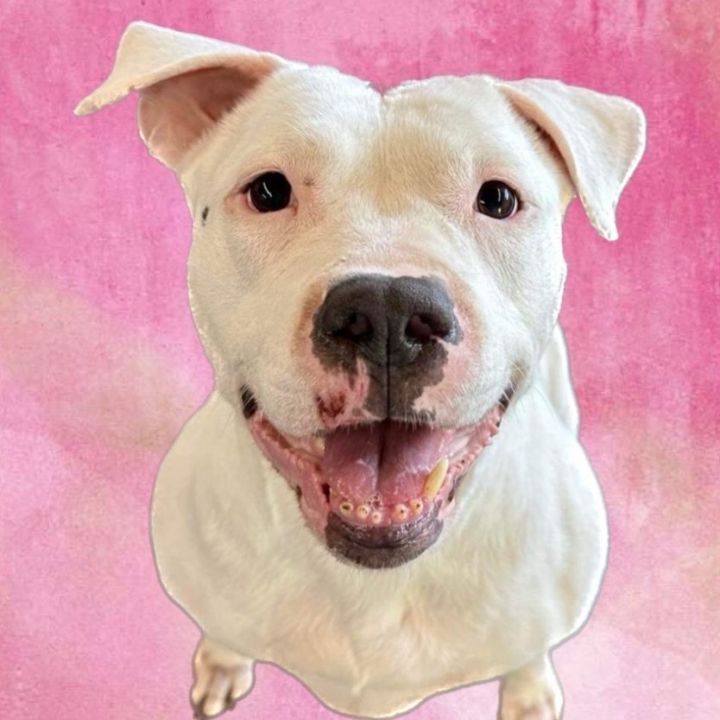 Penny, an adoptable American Staffordshire Terrier & American Bulldog Mix in Milford, PA_image-1