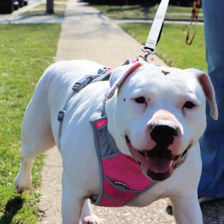 Penny, an adoptable American Staffordshire Terrier & American Bulldog Mix in Milford, PA_image-5