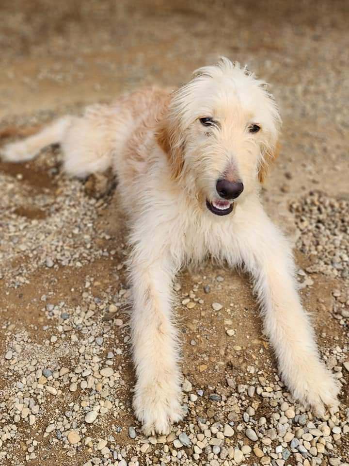 Sunshine, an adopted Goldendoodle in Lacon, IL_image-1