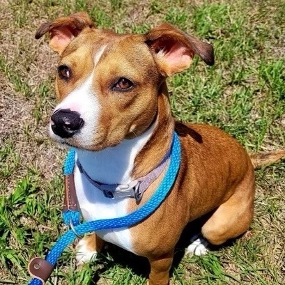 Penelope