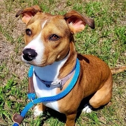 Penelope, an adoptable Basenji & Mountain Cur Mix in New Port Richey, FL_image-1