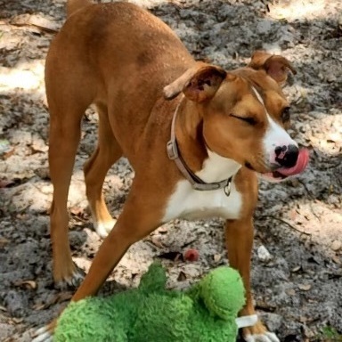 Penelope, an adoptable Basenji & Mountain Cur Mix in New Port Richey, FL_image-6