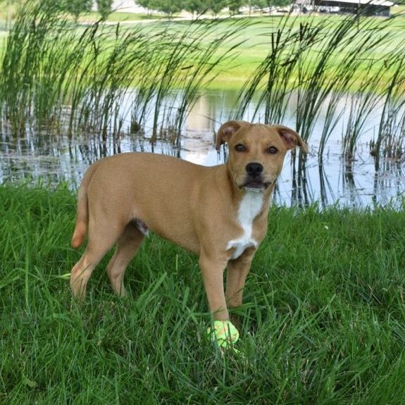 Beagle best sale staffordshire mix