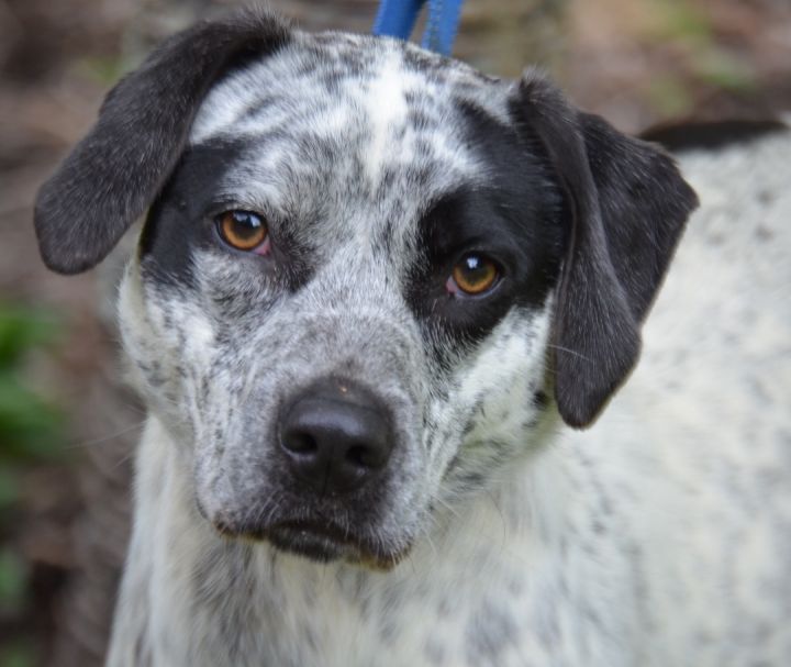 Kiki, an adoptable Bluetick Coonhound Mix in Mills River, NC_image-3