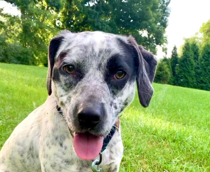 Kiki, an adoptable Bluetick Coonhound Mix in Mills River, NC_image-5