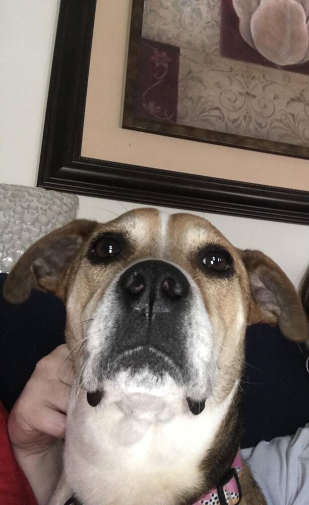 Francine, an adoptable Carolina Dog in Milton, FL_image-4