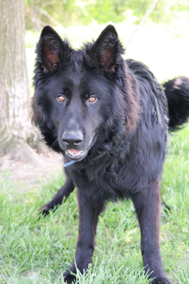 Pablo, an adoptable German Shepherd Dog & Great Pyrenees Mix in Hillsdale, IN_image-1