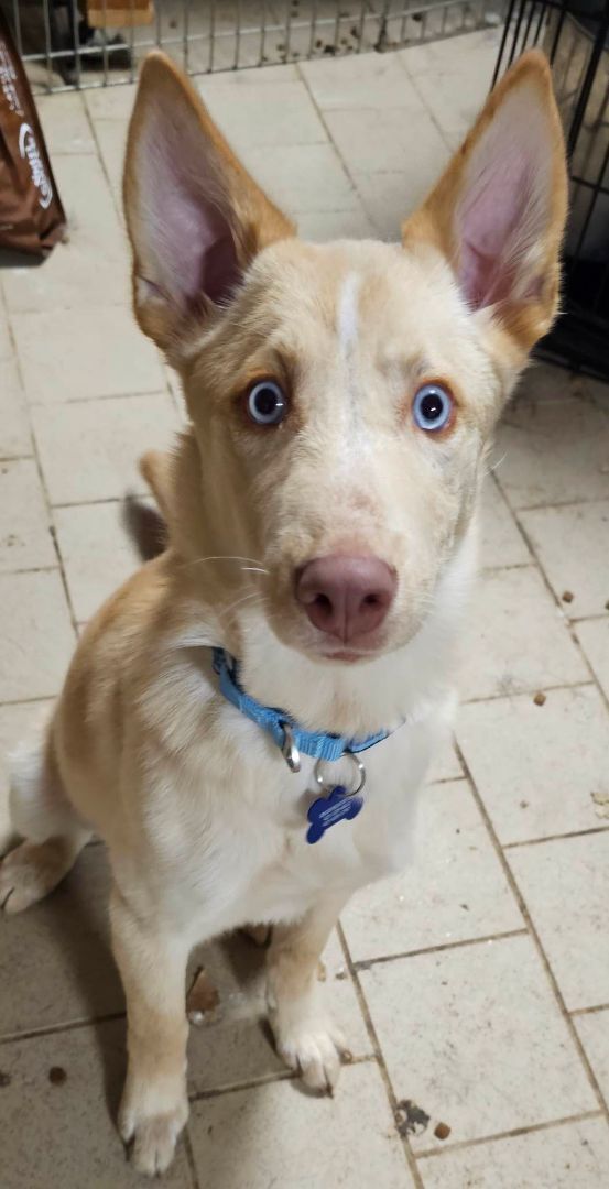CHANEL (PUPPY), an adoptable Husky & German Shepherd Dog Mix in Greeneville, TN_image-2