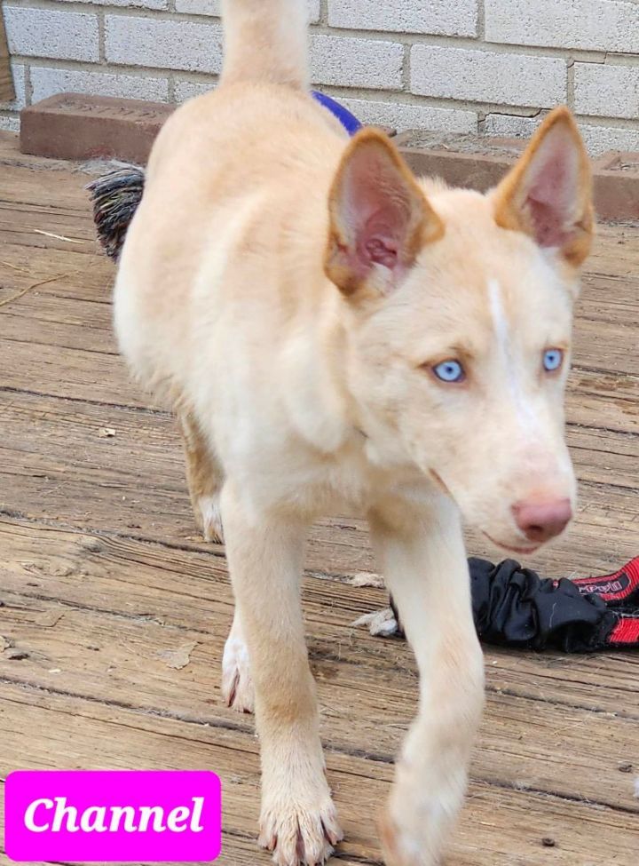 CHANEL (PUPPY), an adoptable Husky & German Shepherd Dog Mix in Greeneville, TN_image-3