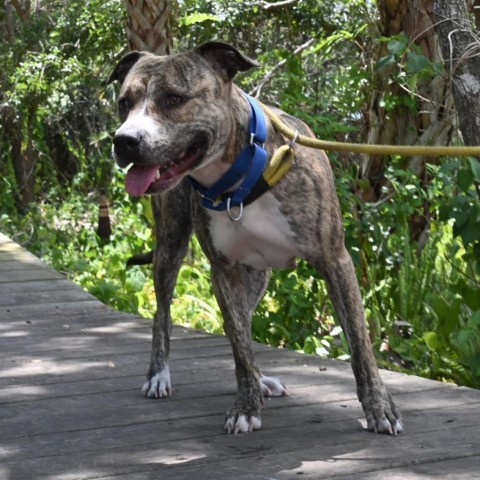 Toni, an adoptable Mixed Breed in Port Charlotte, FL_image-6