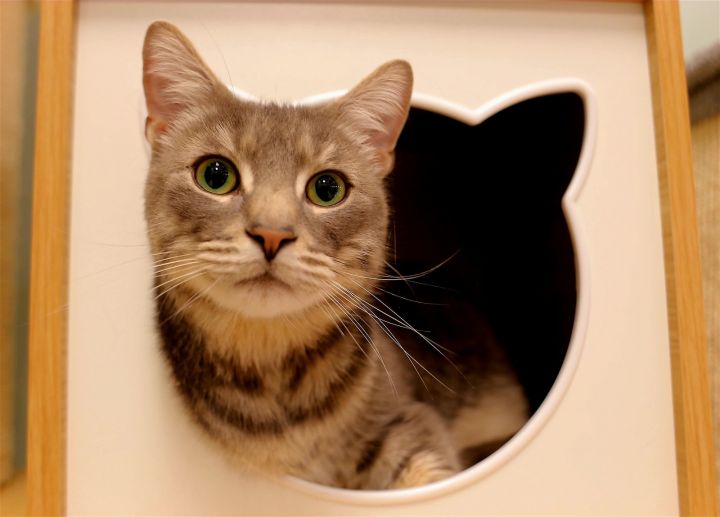 Thor, an adoptable Domestic Short Hair & Tabby Mix in Salem, MA_image-1