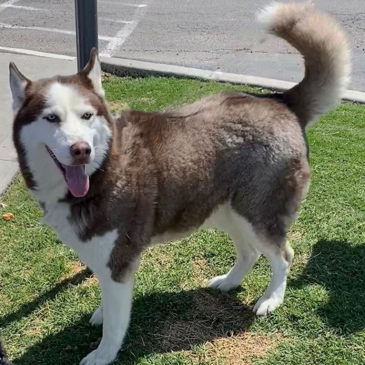 Hugo, an adoptable Siberian Husky in Oklahoma City, OK_image-1