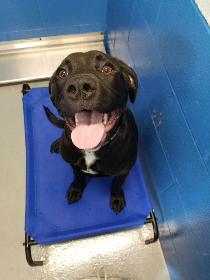 Wednesday, an adoptable Labrador Retriever & Rottweiler Mix in Maryville, MO_image-5
