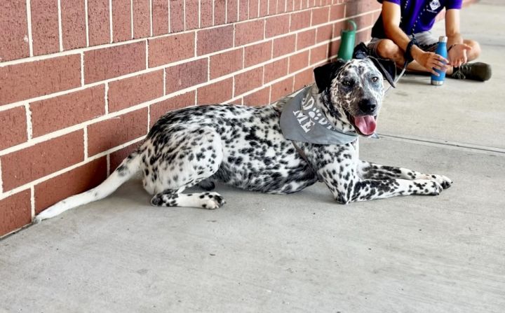 Sesame, an adoptable Dalmatian Mix in Greenbelt, MD_image-2