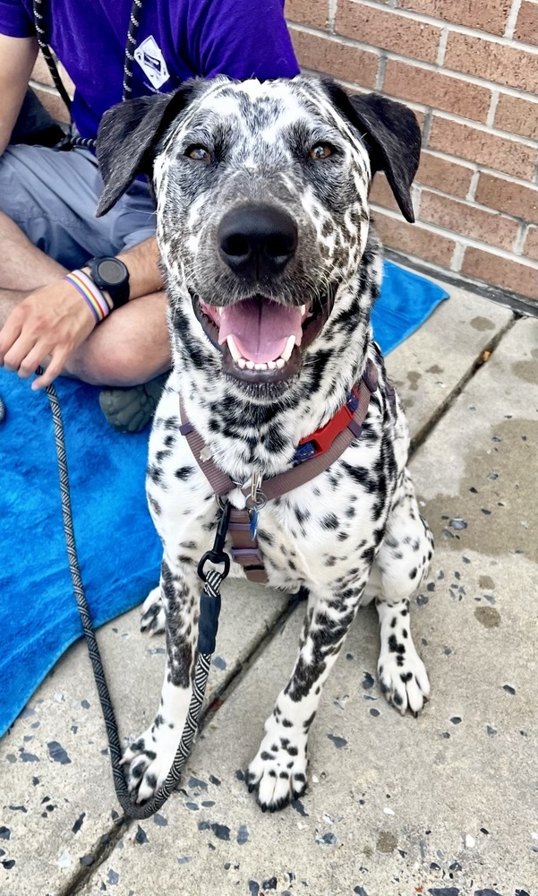 Sesame, an adoptable Dalmatian Mix in Greenbelt, MD_image-3