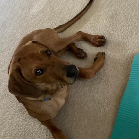 Boone, an adoptable Redbone Coonhound & Hound Mix in Potomac, MD_image-3
