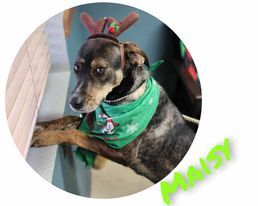 Maisy, an adoptable Mixed Breed in Sullivan, IN, 47882 | Photo Image 2