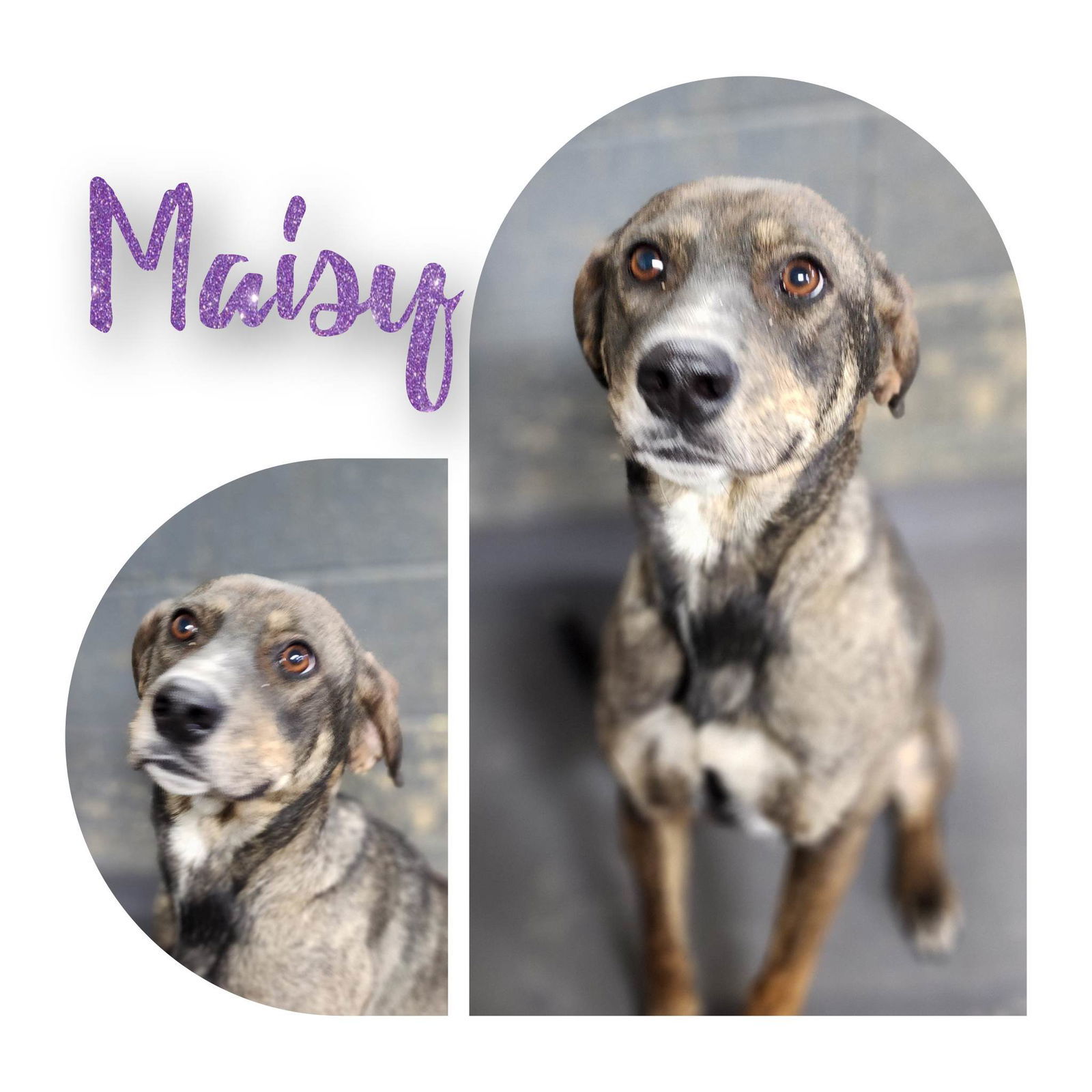 Maisy, an adoptable Mixed Breed in Sullivan, IN, 47882 | Photo Image 3