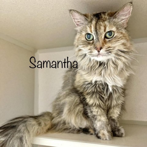 Samantha 221102, an adoptable Domestic Long Hair in Escanaba, MI, 49829 | Photo Image 1