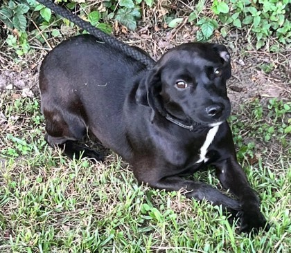 Willow, an adoptable Labrador Retriever Mix in Moultrie, GA_image-1