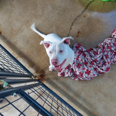 Mr. Mighty, an adoptable American Bulldog in Hinesville, GA, 31313 | Photo Image 1