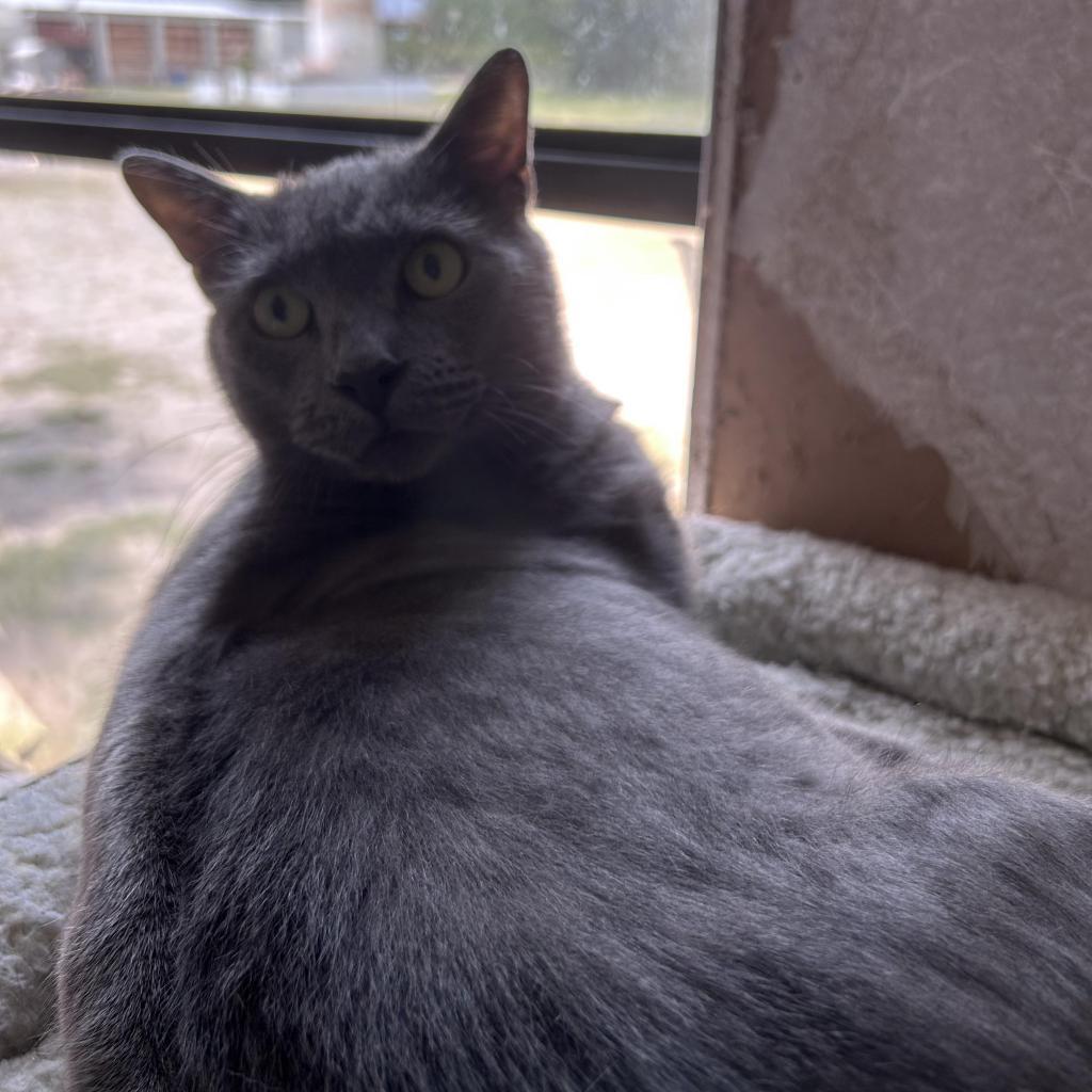 Smokie, an adoptable Domestic Short Hair in Hinesville, GA, 31313 | Photo Image 2