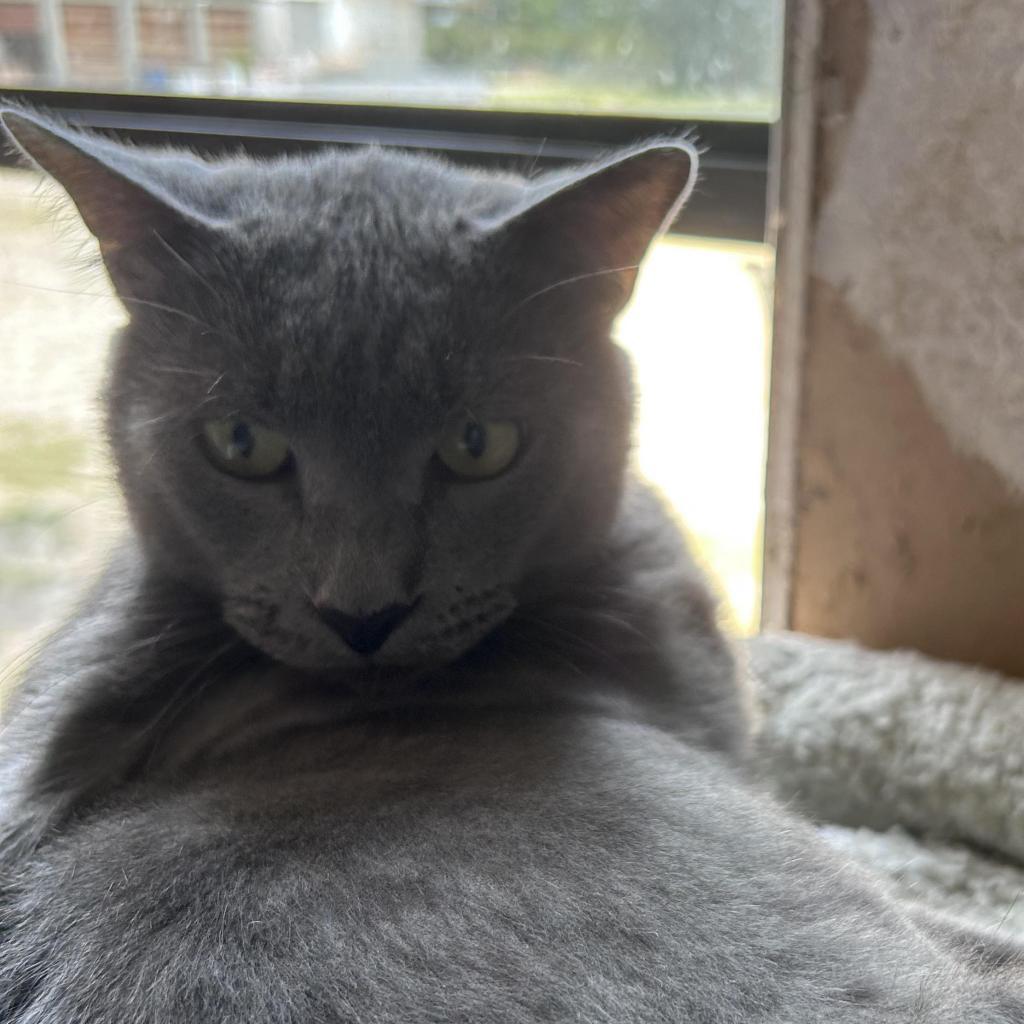 Smokie, an adoptable Domestic Short Hair in Hinesville, GA, 31313 | Photo Image 3