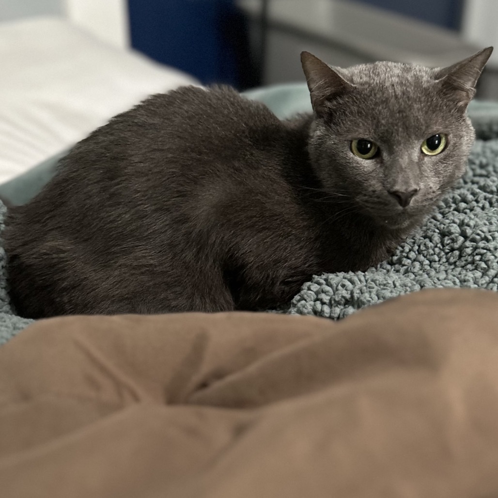 Smokie, an adoptable Domestic Short Hair in Hinesville, GA, 31313 | Photo Image 4