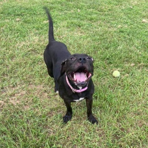 Rosie, an adoptable Black Labrador Retriever, American Bulldog in Hinesville, GA, 31313 | Photo Image 3