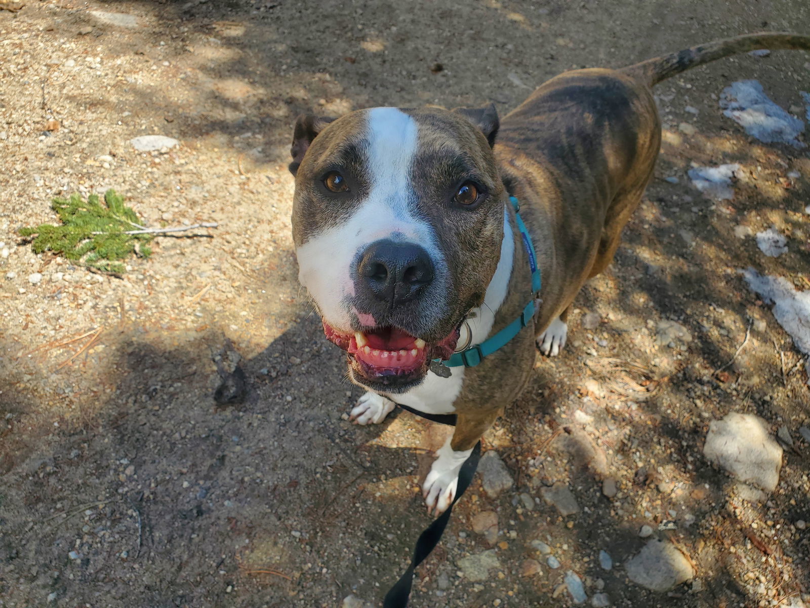 Aries (Courtesy), an adoptable Boxer, Pit Bull Terrier in Aurora, CO, 80012 | Photo Image 1