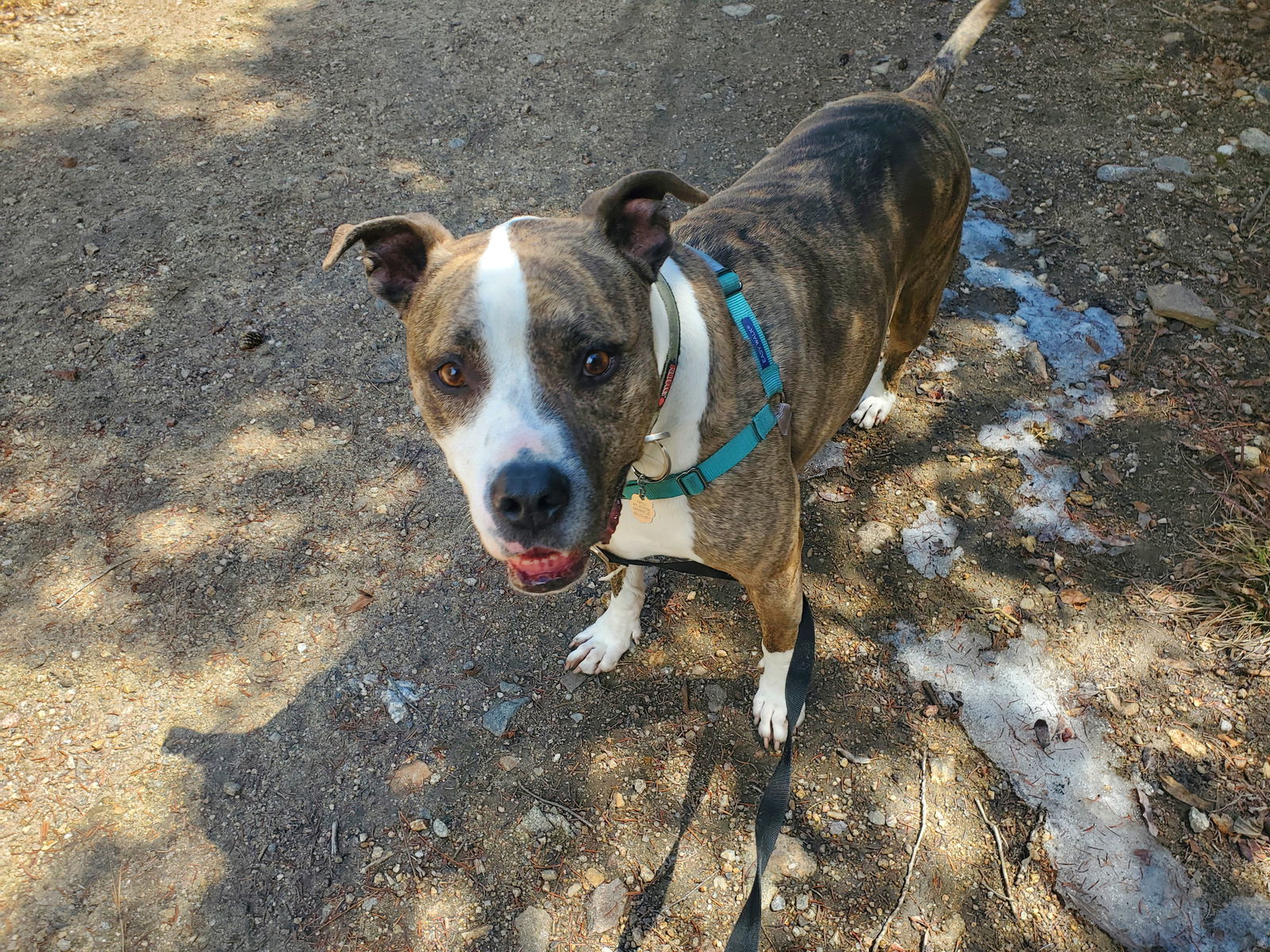 Aries (Courtesy), an adoptable Boxer, Pit Bull Terrier in Aurora, CO, 80012 | Photo Image 2