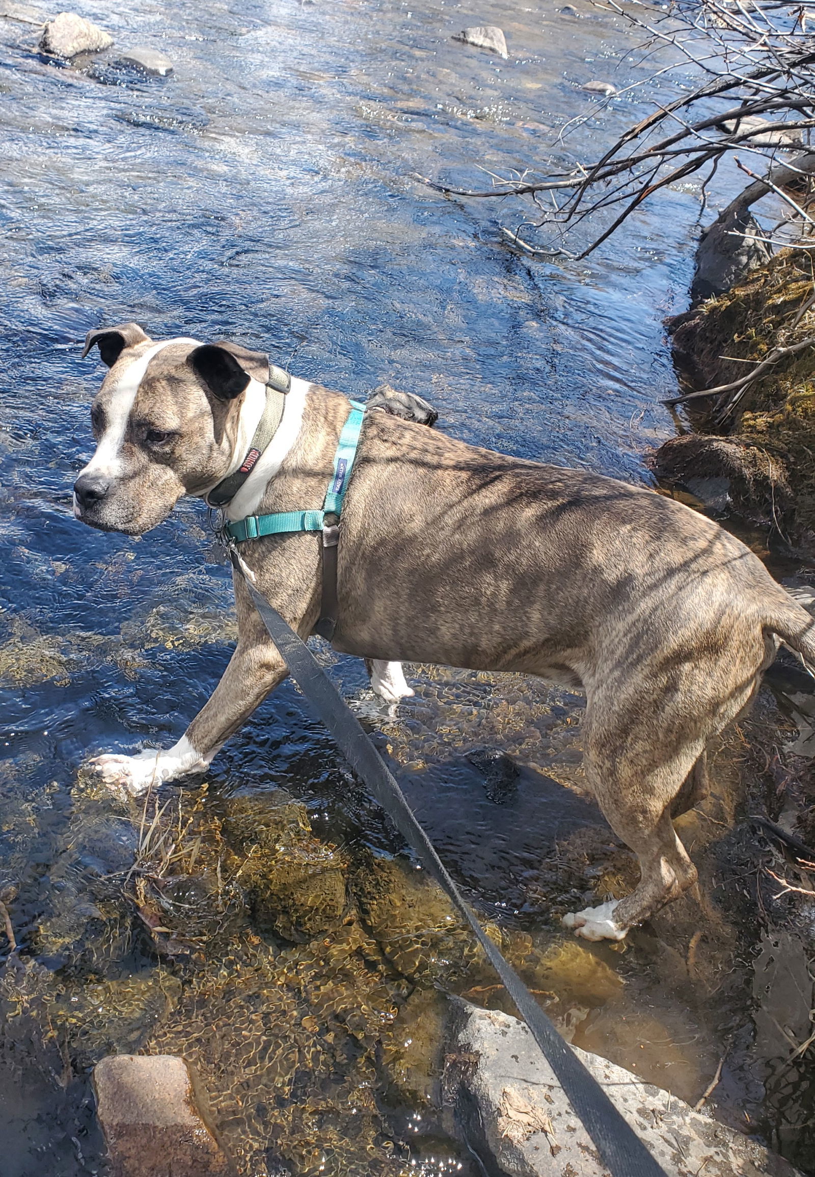 Aries (Courtesy), an adoptable Boxer, Pit Bull Terrier in Aurora, CO, 80012 | Photo Image 3