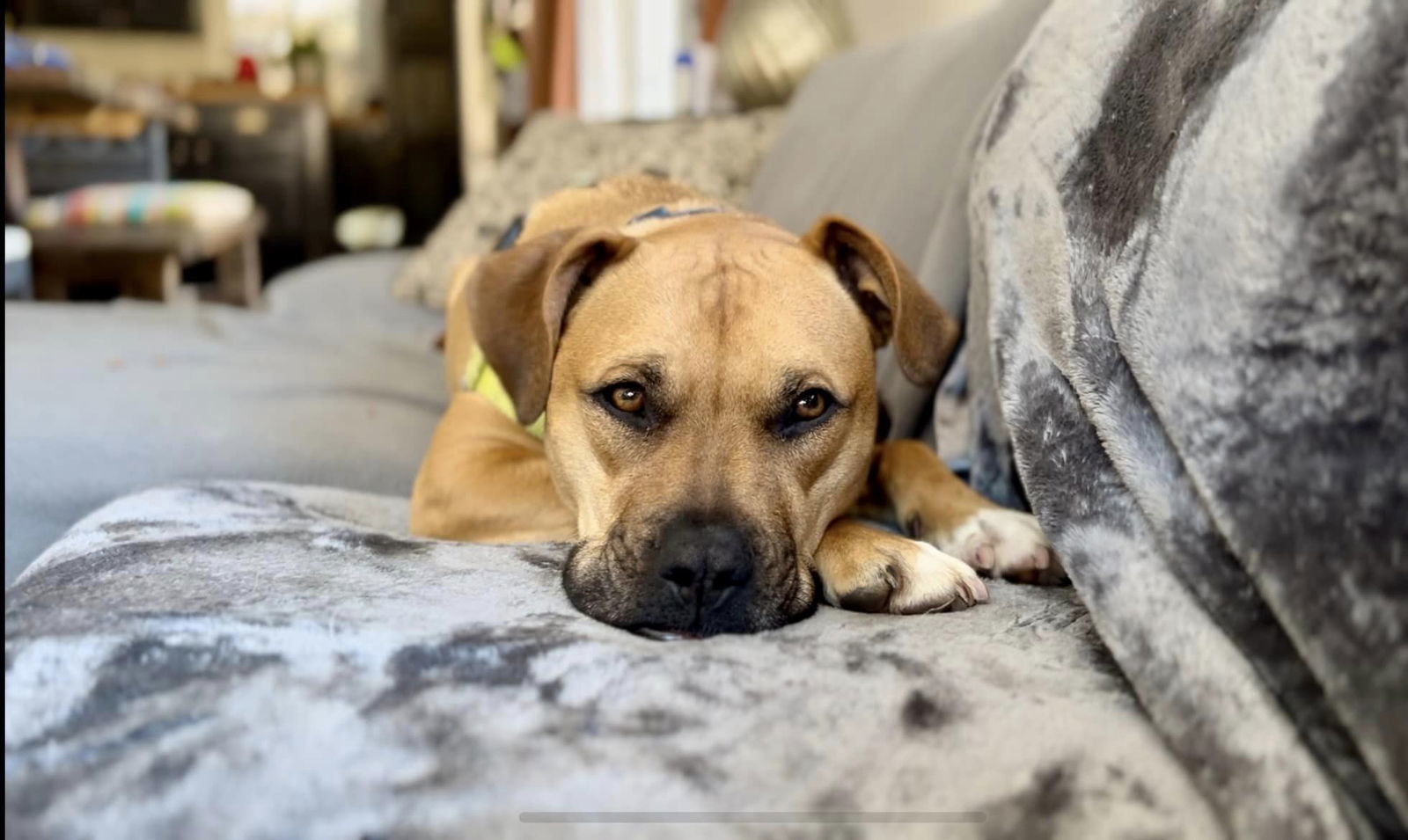 Kiwi (Courtesy), an adoptable Boxer, American Bulldog in Aurora, CO, 80012 | Photo Image 1