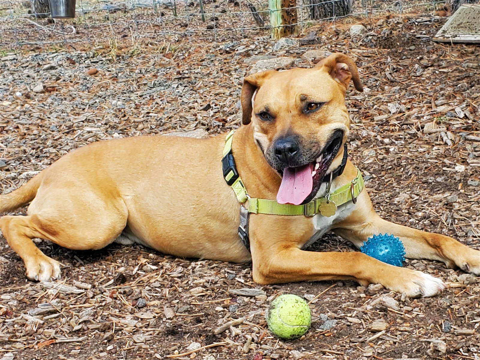 Kiwi (Courtesy), an adoptable Boxer, American Bulldog in Aurora, CO, 80012 | Photo Image 3