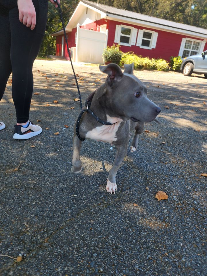 Faith, an adoptable Terrier Mix in Milledgeville, GA_image-2