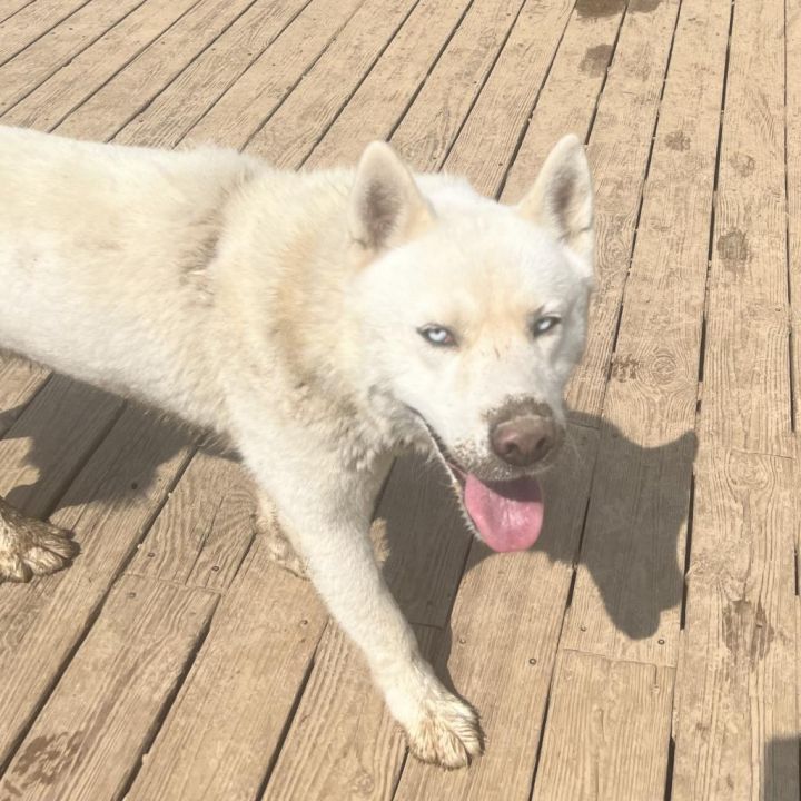 Charlie 1