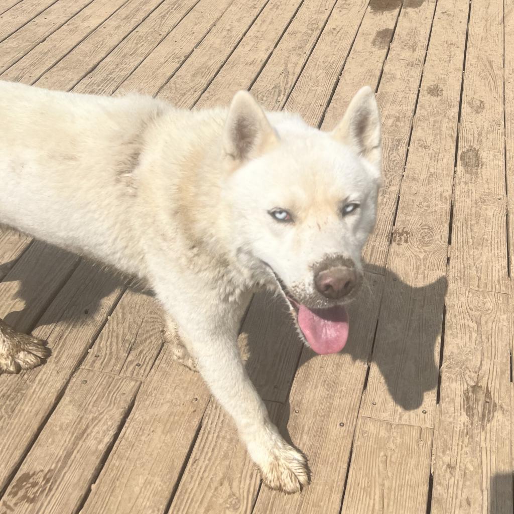 Charlie, an adoptable Husky in Eufaula, OK, 74432 | Photo Image 1
