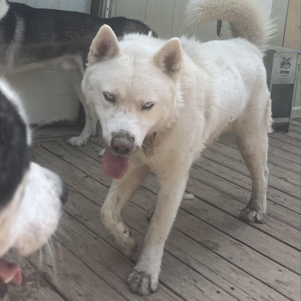 Charlie, an adoptable Husky in Eufaula, OK, 74432 | Photo Image 2