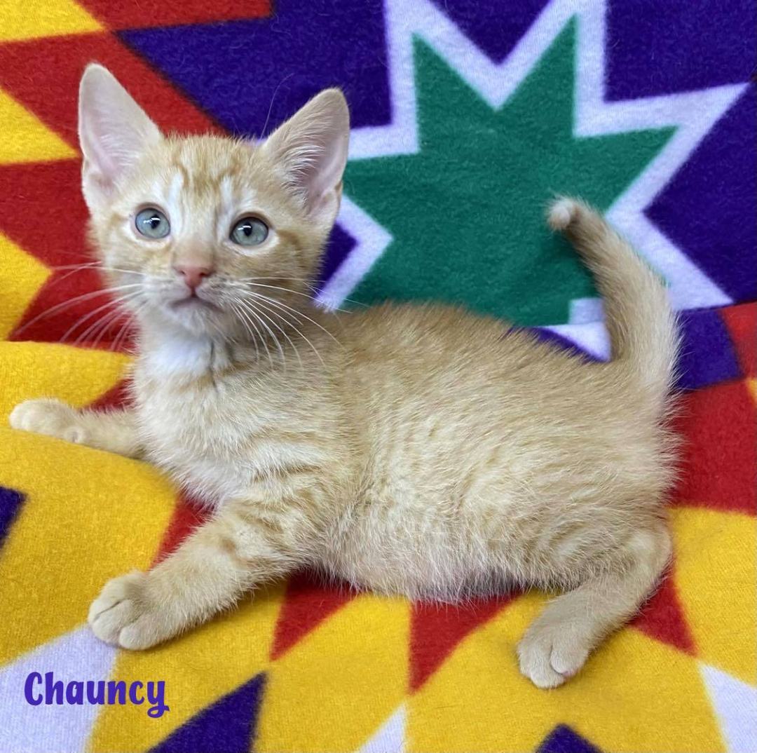 Cat for adoption CHAUNCY, an American Shorthair Mix in Sumter, SC