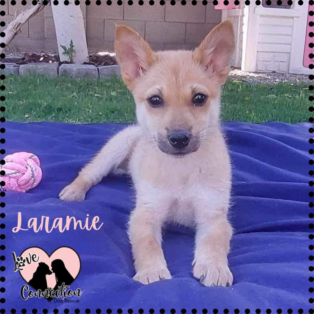 Dog for adoption Laramie, a Shepherd & Cattle Dog Mix in Gilbert, AZ Petfinder