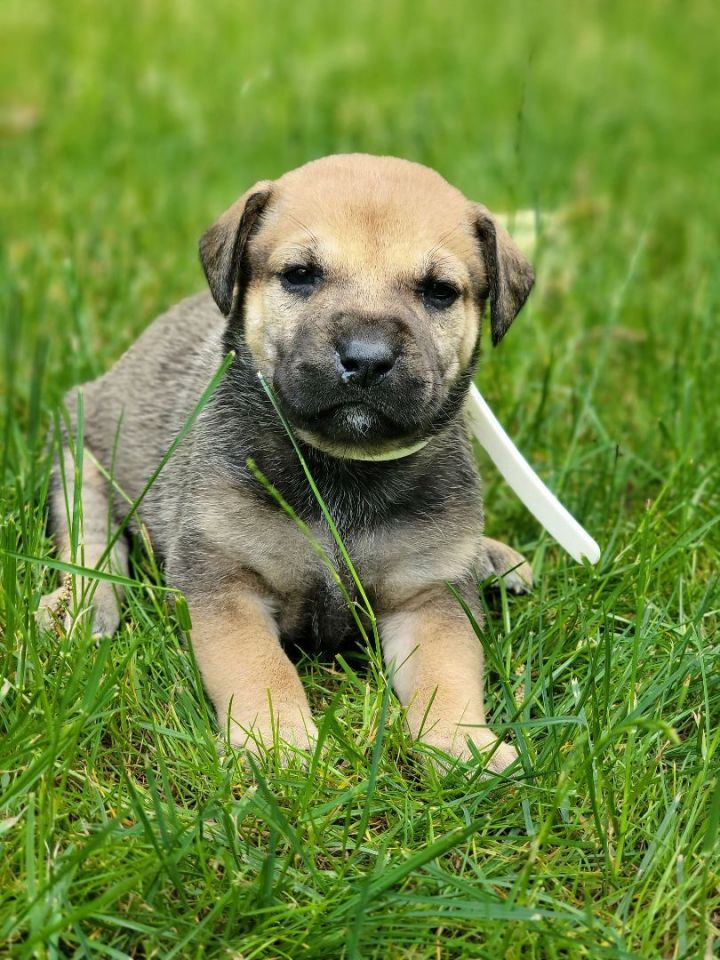 Paris, an adoptable Black Mouth Cur Mix in Milford, PA_image-4