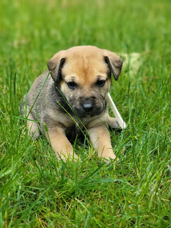 Paris, an adoptable Black Mouth Cur Mix in Milford, PA_image-6