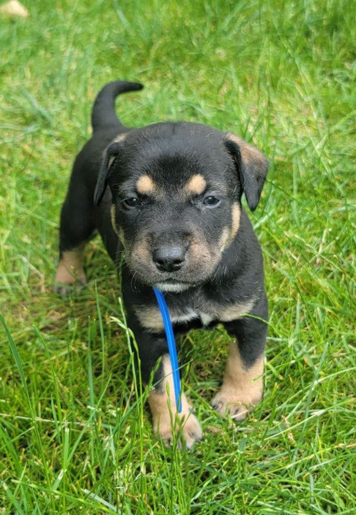 Houston , an adoptable Black Mouth Cur Mix in Milford, PA_image-1