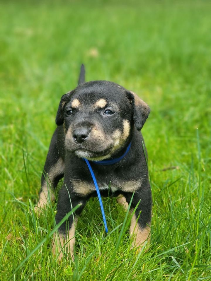 Houston , an adoptable Black Mouth Cur Mix in Milford, PA_image-6