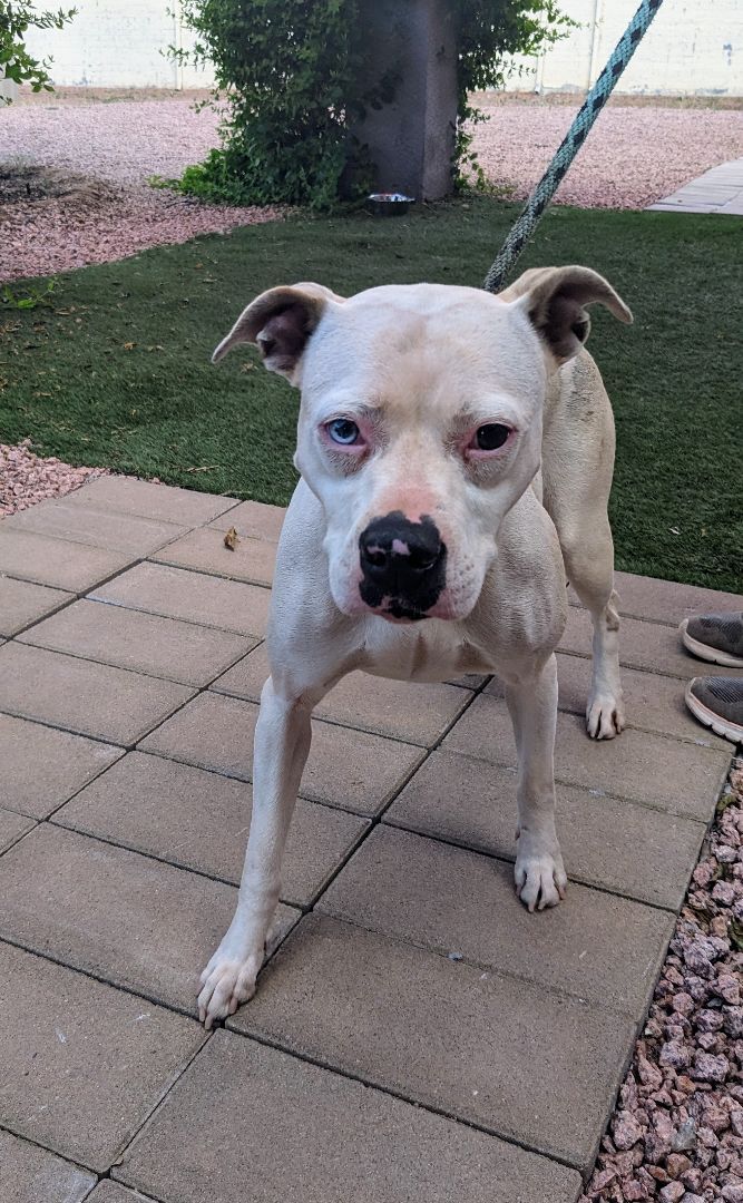 Heidi, an adoptable Pit Bull Terrier in Payson, AZ, 85541 | Photo Image 2