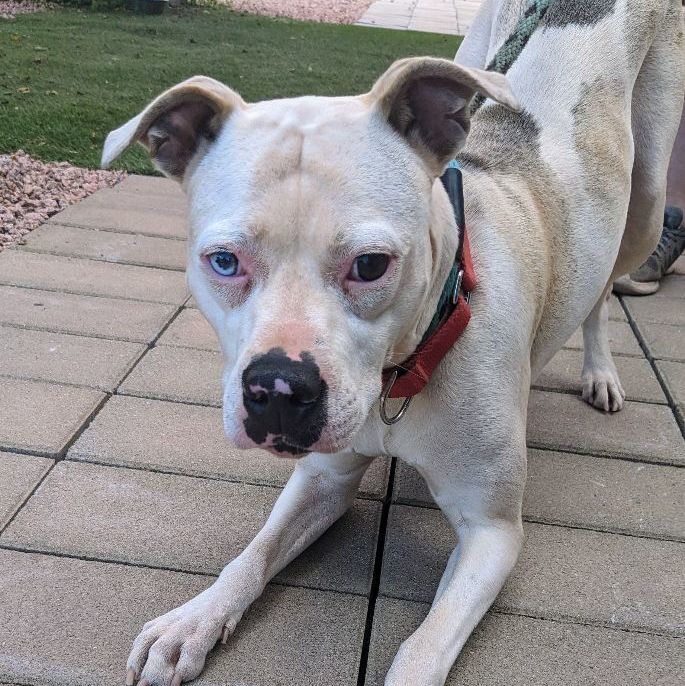 Heidi, an adoptable Pit Bull Terrier in Payson, AZ, 85541 | Photo Image 1