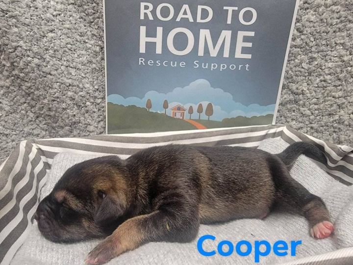 Cooper, an adoptable Black Mouth Cur Mix in Milford, PA_image-2