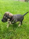 Cooper