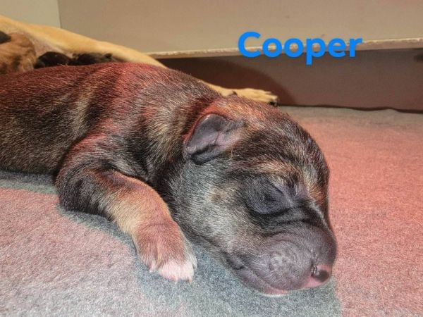 Cooper