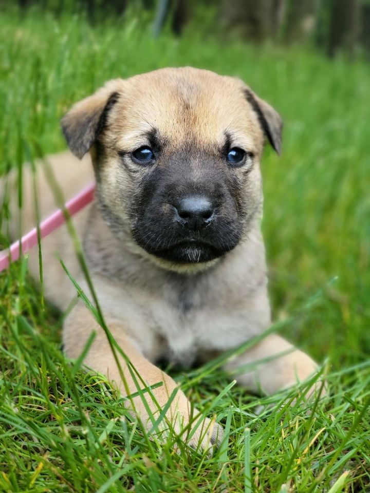Odessa , an adoptable Black Mouth Cur Mix in Milford, PA_image-1